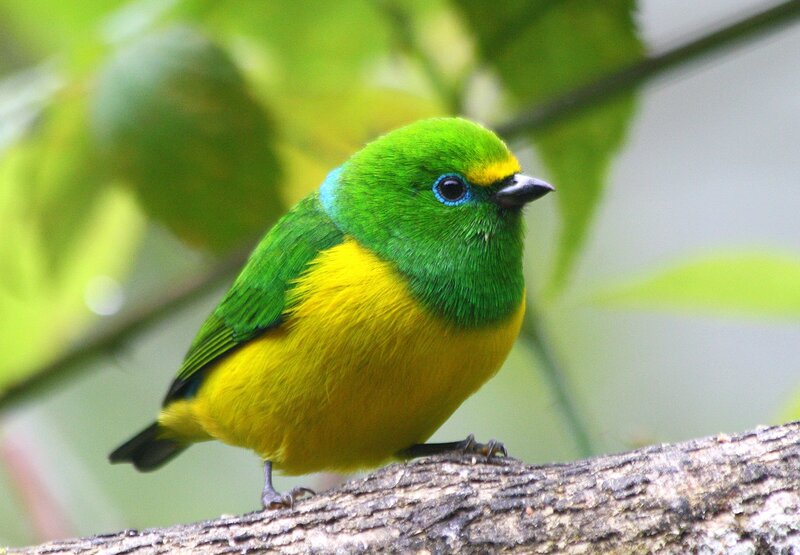Green and Yellow Bird