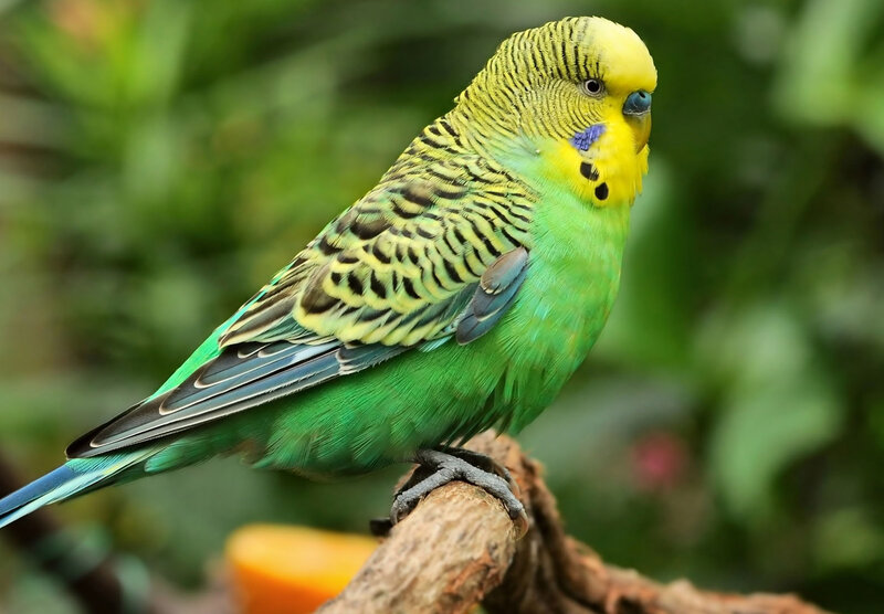 Green and Yellow Budgerigar — Calm