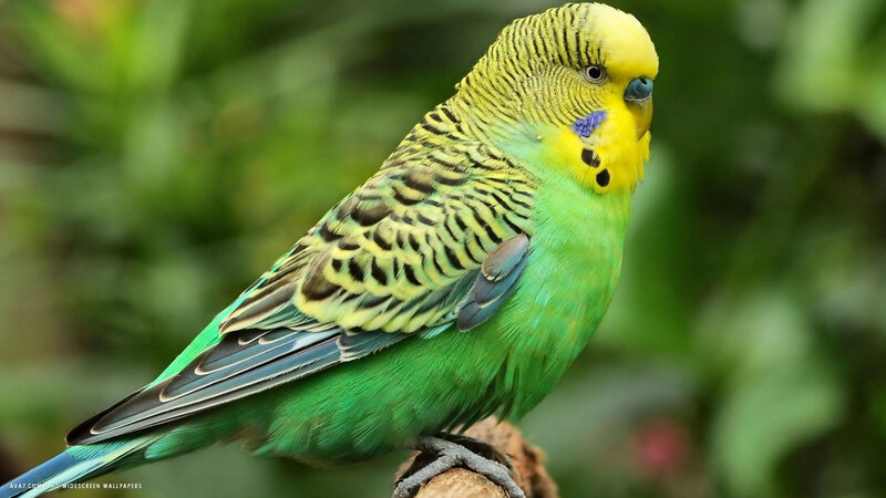 Green and Yellow Budgerigar