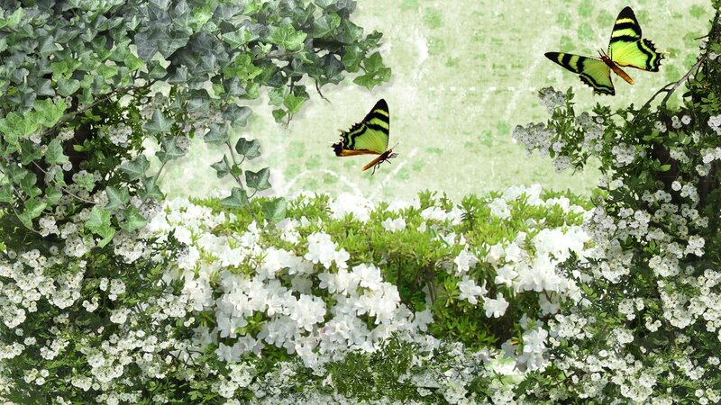 Green and Yellow Butterflies