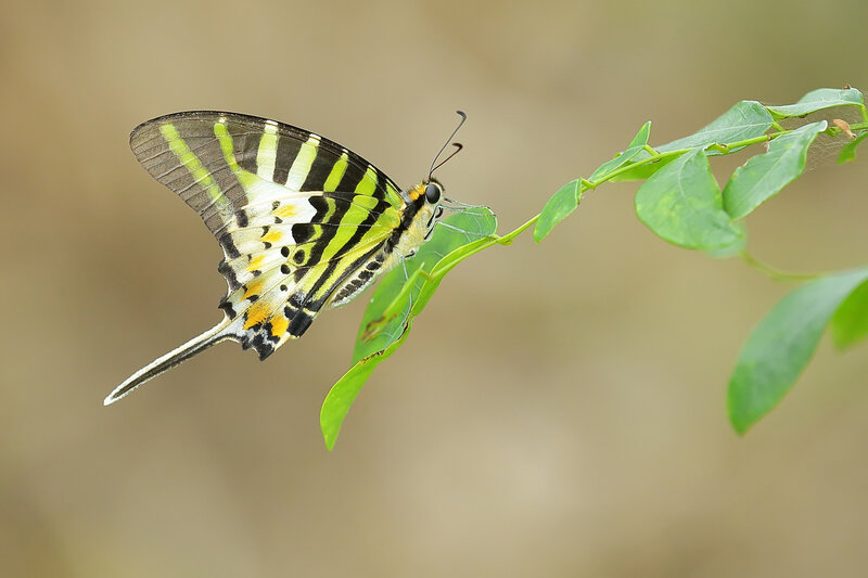 Green and Yellow Butterfly — Calm