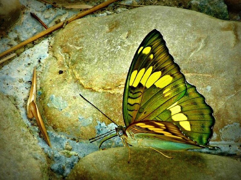 Green and Yellow Butterfly — Natural