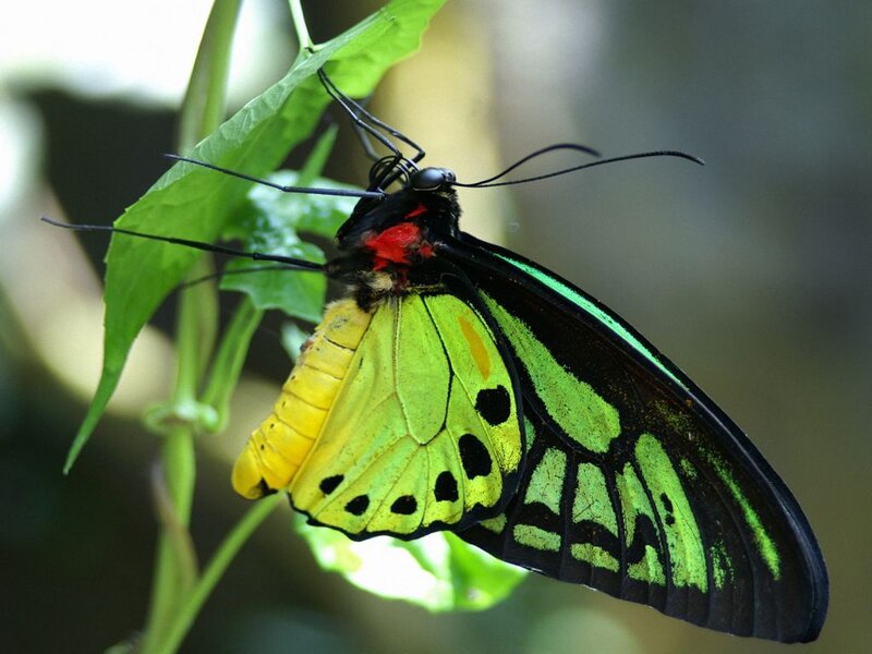 Green and Yellow Butterfly