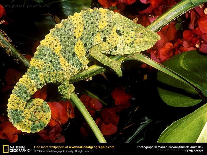 Green and yellow chameleon