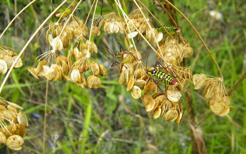 Green and Yellow Crickets