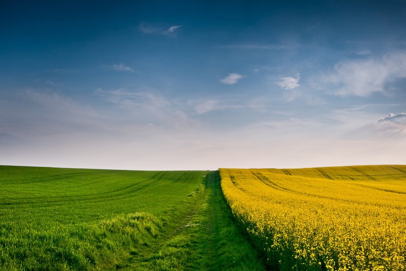 Green and Yellow Fields — Blue