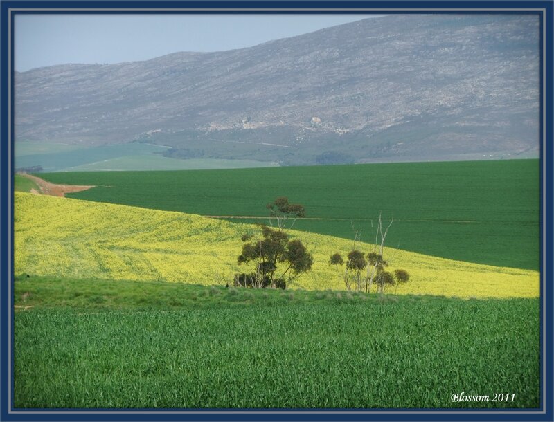 Green and Yellow Fields
