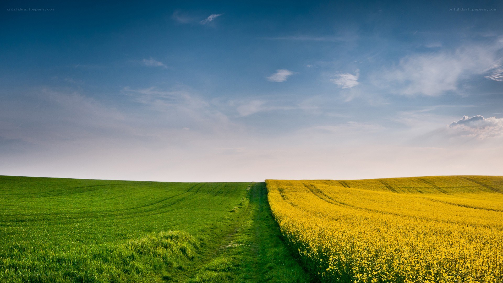 Green and yellow fields under blue sky