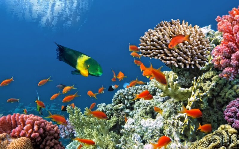 Green and Yellow Fish