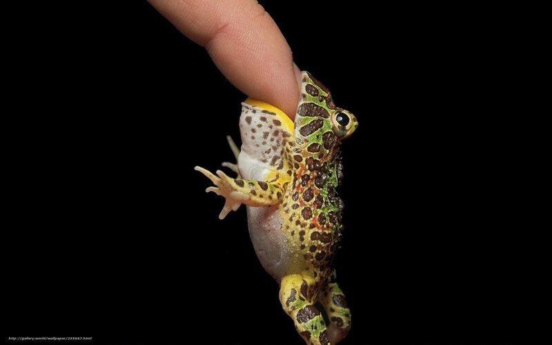 Green and Yellow Frog