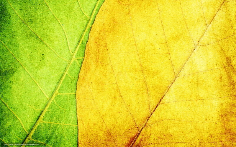 Green and Yellow Leaf — Natural