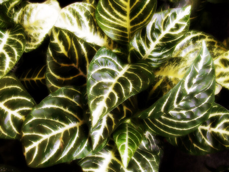 Green and Yellow Leaf Pattern