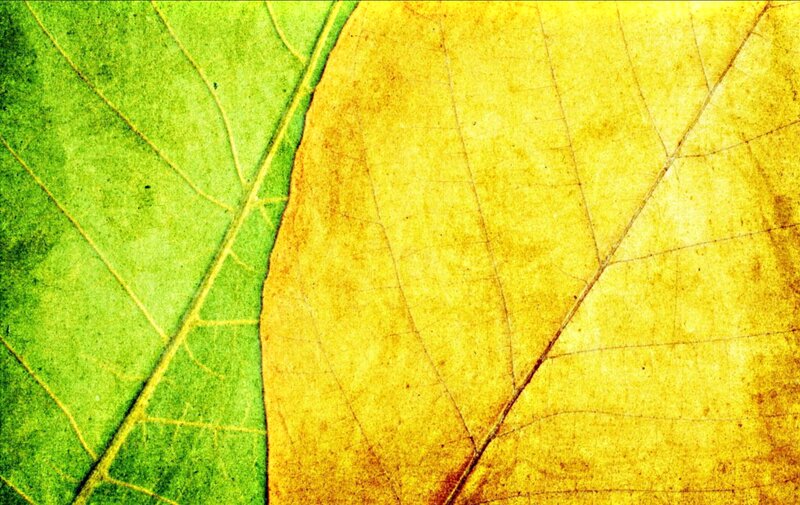 Green and Yellow Leaf