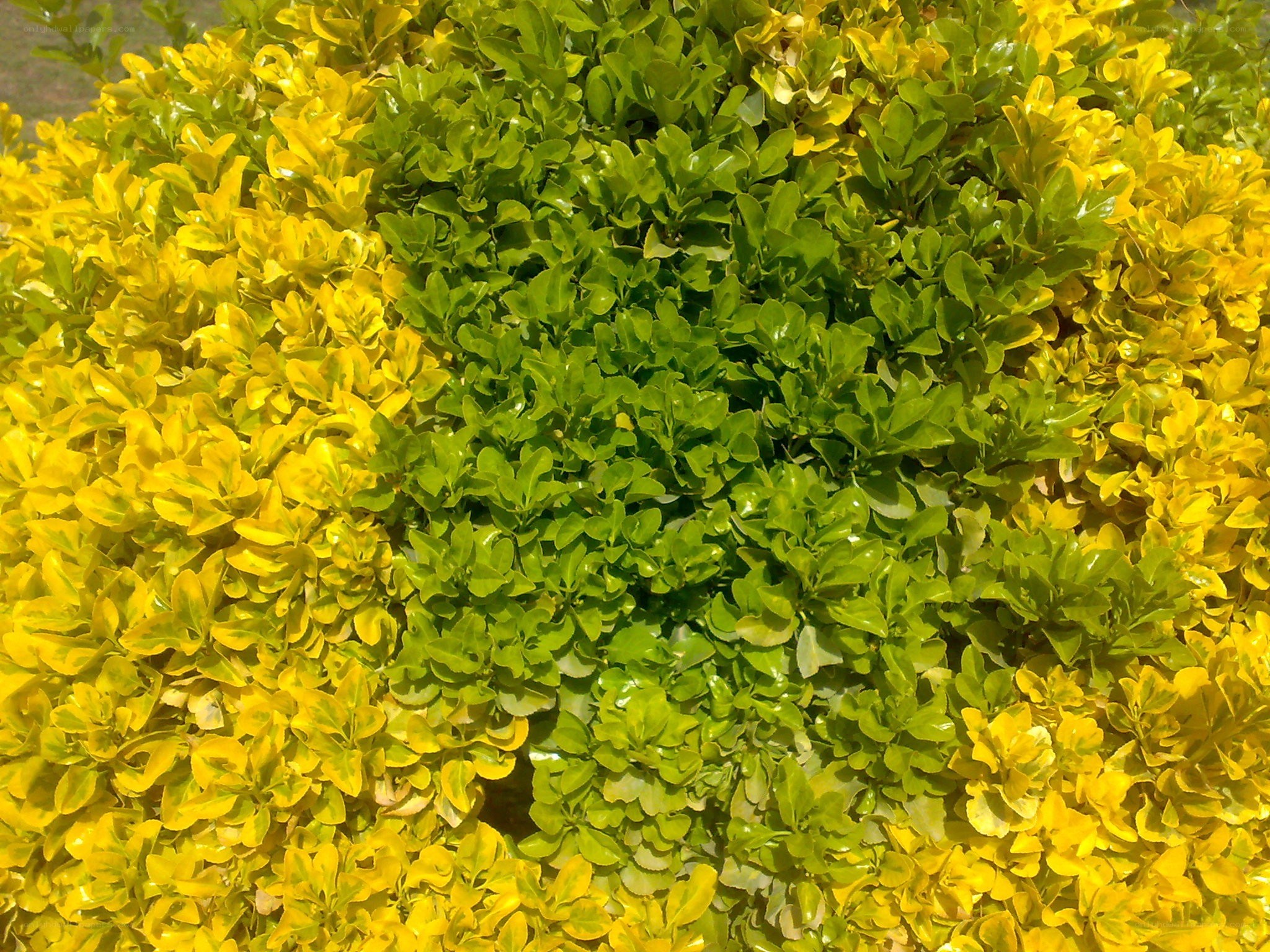 green and yellow leafy bush