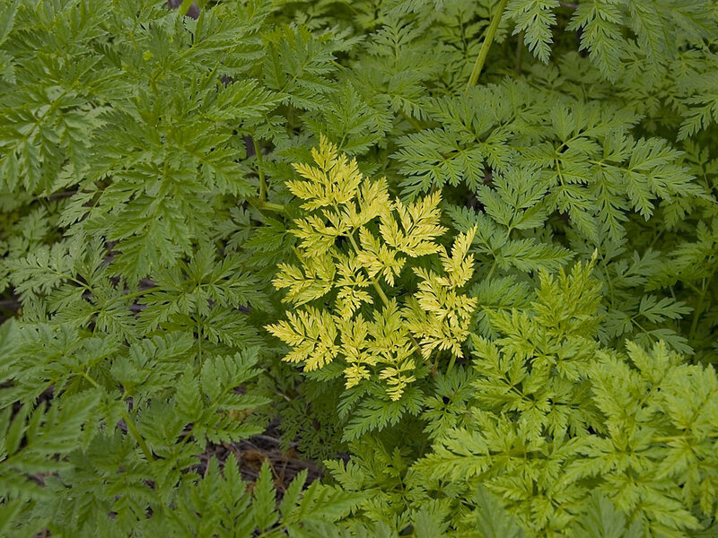 green and yellow leafy plant