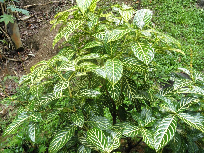 Green and Yellow Leafy Plant — Natural