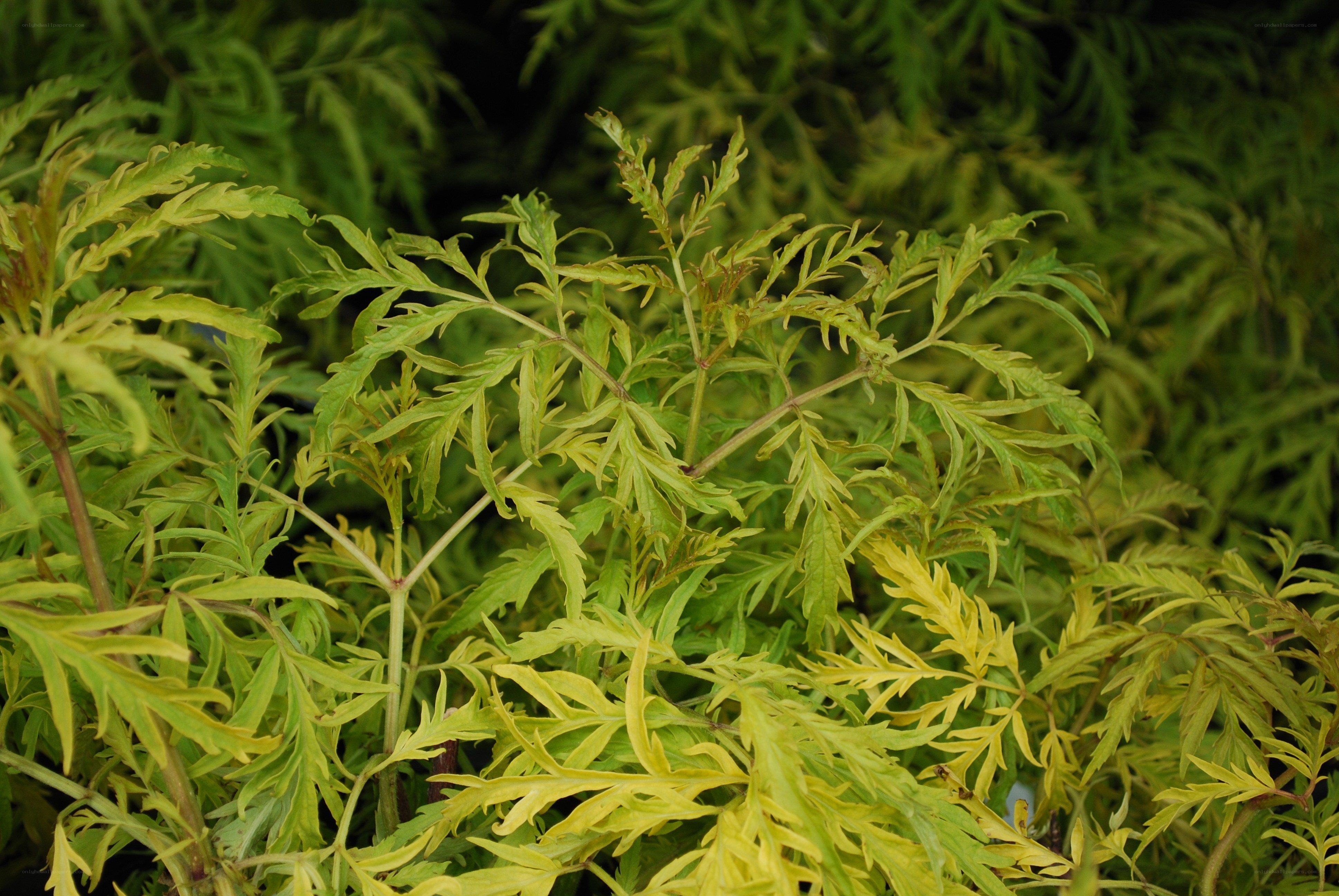 green and yellow leafy plant