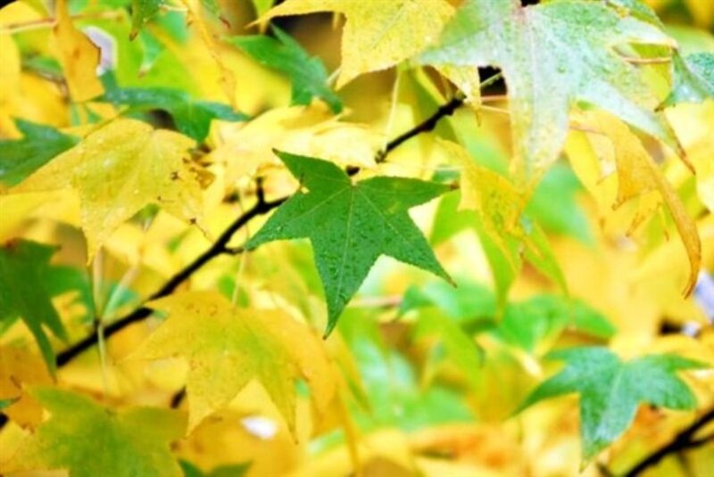 Green and Yellow Leaves — Calm