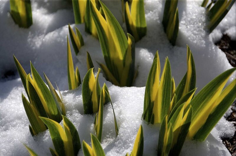 Green and yellow leaves in snow