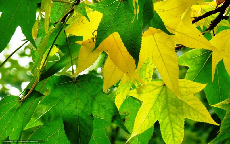 Green and yellow leaves in sunlight