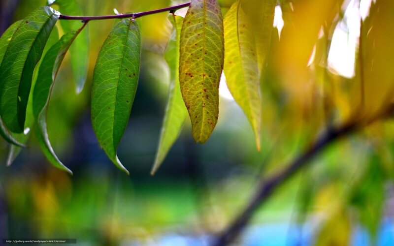 Green and yellow leaves on a branch