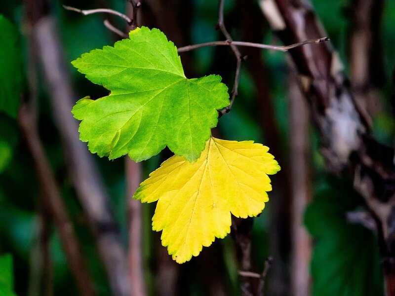 Green and Yellow Leaves