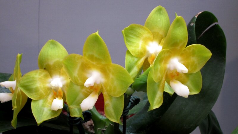 Green and Yellow Orchids