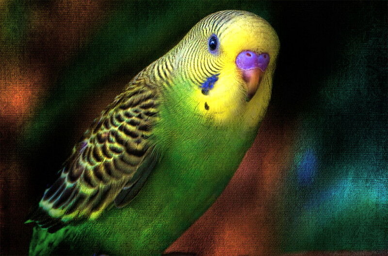 Green and Yellow Parakeet — Calm