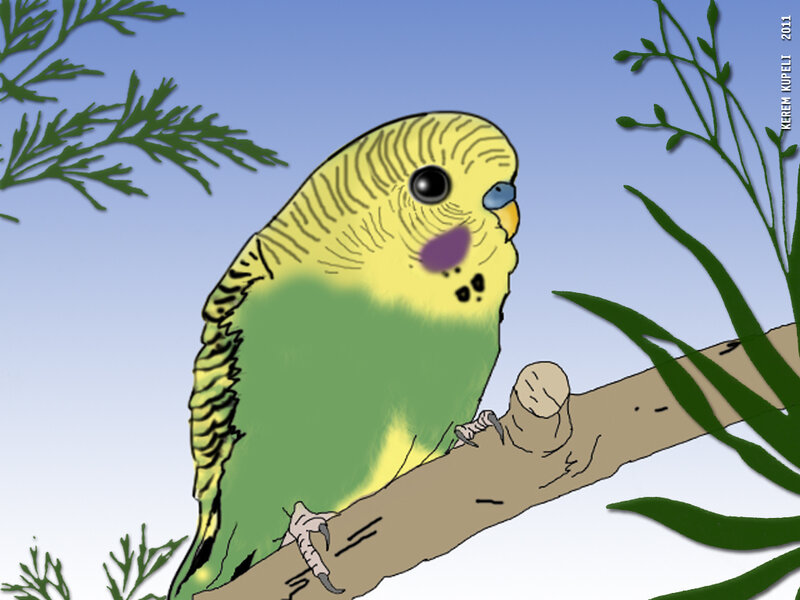 Green and Yellow Parakeet