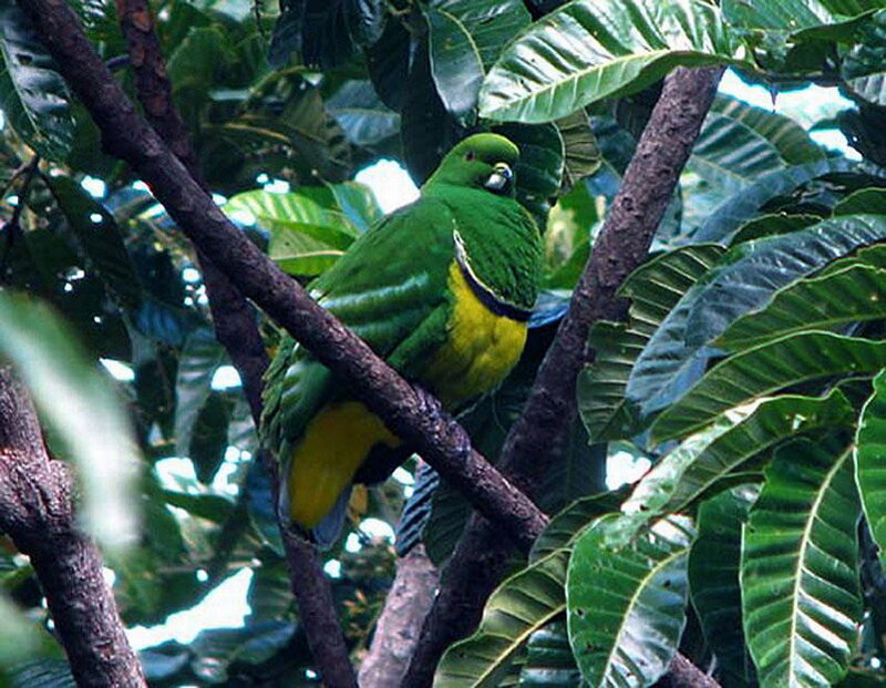 Green and Yellow Parrot — Natural