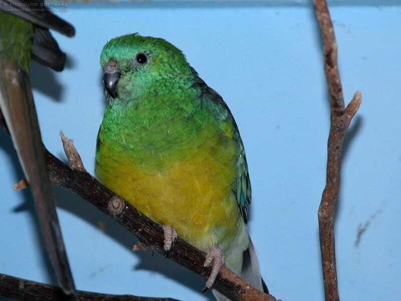 Green and Yellow Parrot