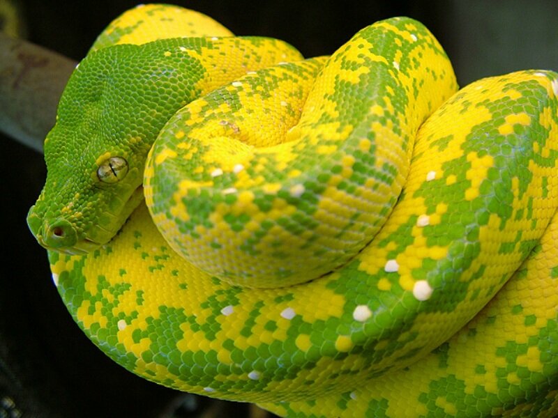 Green and Yellow Snake — Calm