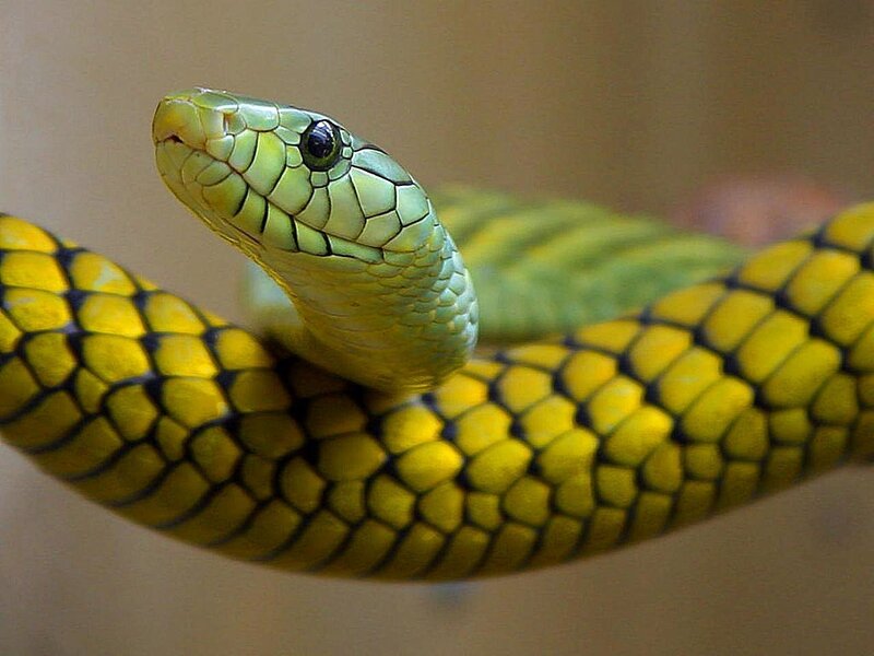 Green and Yellow Snake