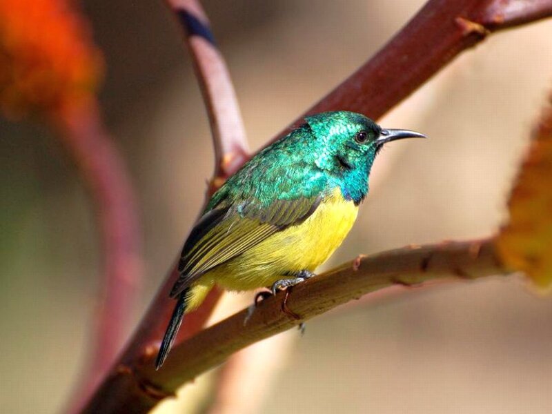 Green and Yellow Sunbird — Calm