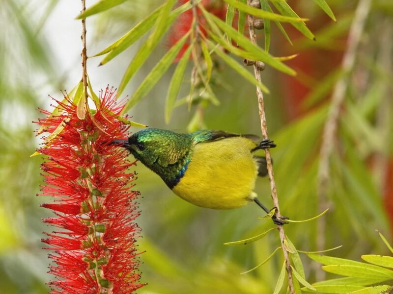 Green and Yellow Sunbird