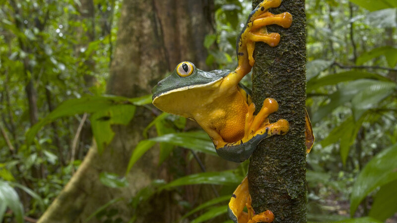 Green and Yellow Tree Frog
