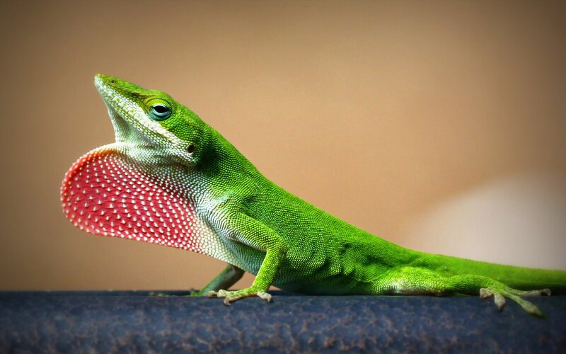 Green Anole Lizard — Alert