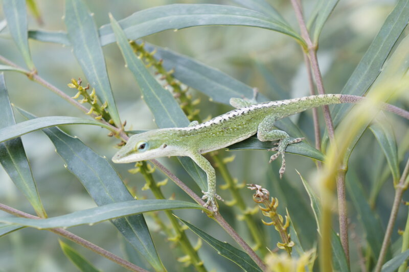 Green Anole Lizard — Calm, Afternoon, Photograph, Leaf, Plant, Branch