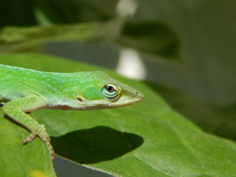 Green Anole Lizard — Calm, Afternoon, Photograph, Leaf, Plant