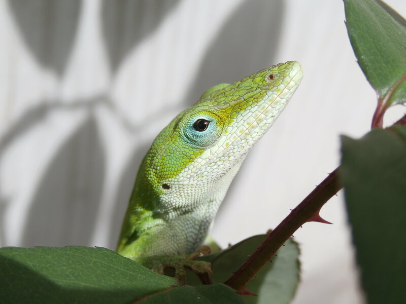 Green Anole Lizard — Calm, Afternoon, Photograph, Leaf, Stem