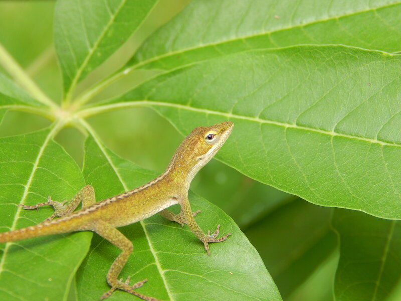 Green Anole Lizard — Calm, Afternoon, Photograph, Leaf