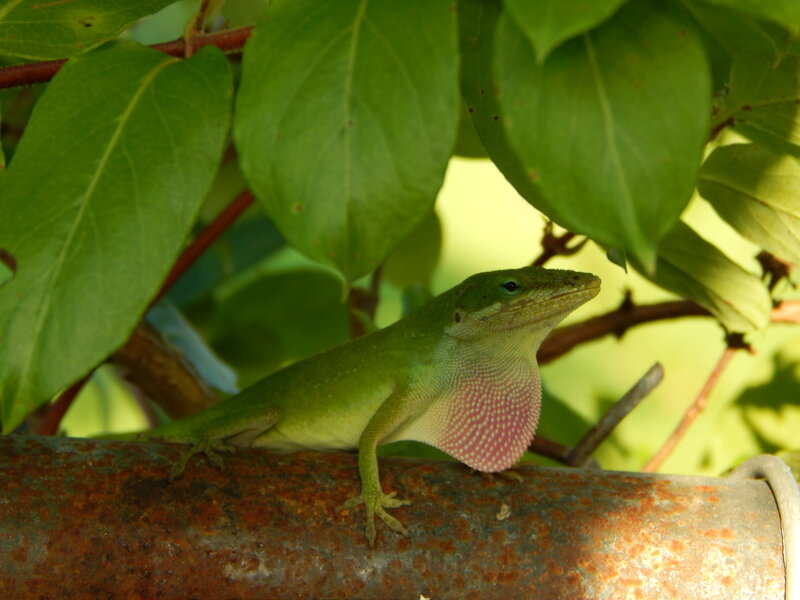 Green Anole Lizard — Calm, Afternoon, Photograph, Leaves