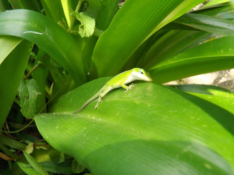 Green Anole Lizard — Calm, Afternoon, Photograph