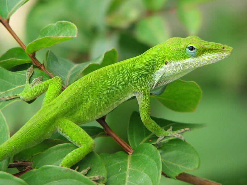 Green Anole Lizard — Calm, Afternoon
