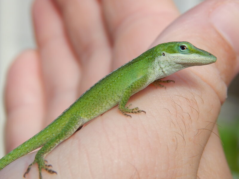 Green Anole Lizard — Calm, Photograph, Hand