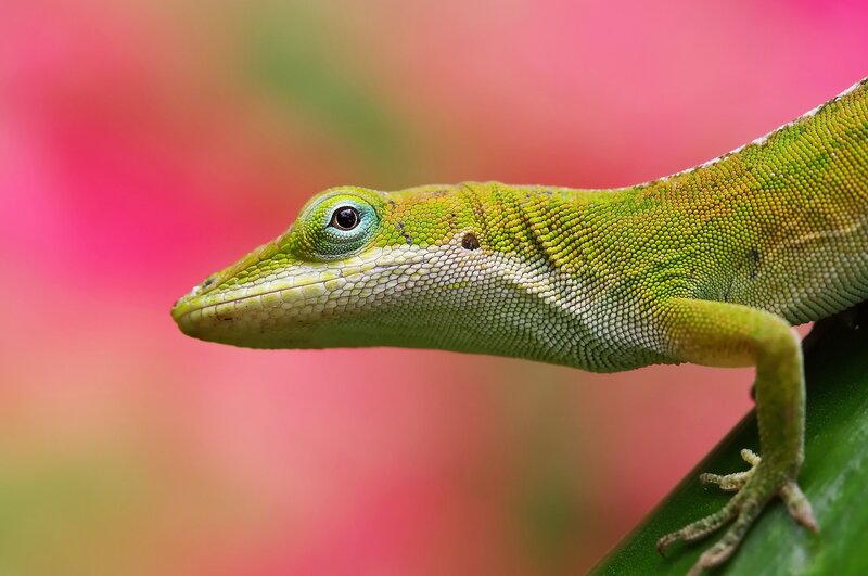 Green Anole Lizard — Calm, Photograph, Leaf, Eye