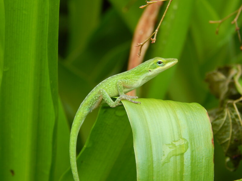 Green Anole Lizard — Calm, Photograph, Leaf, Plant
