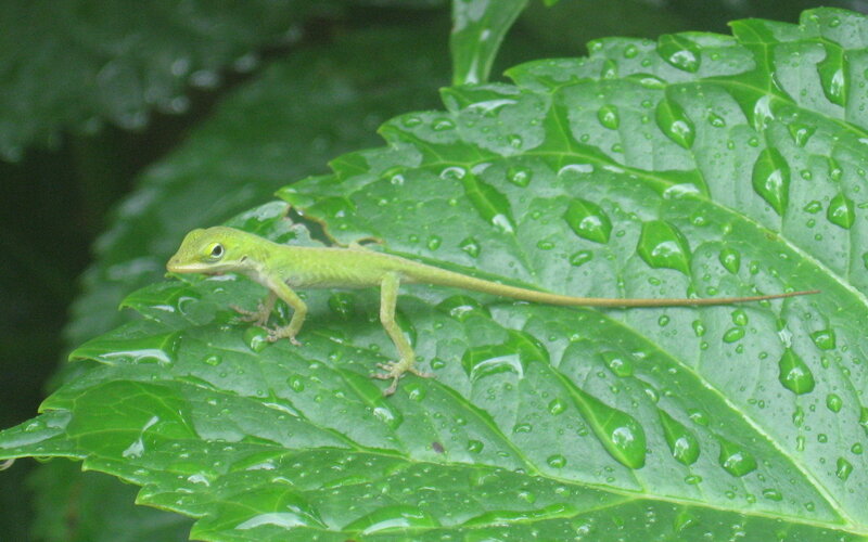 Green Anole Lizard — Calm, Photograph, Leaf, Raindrops