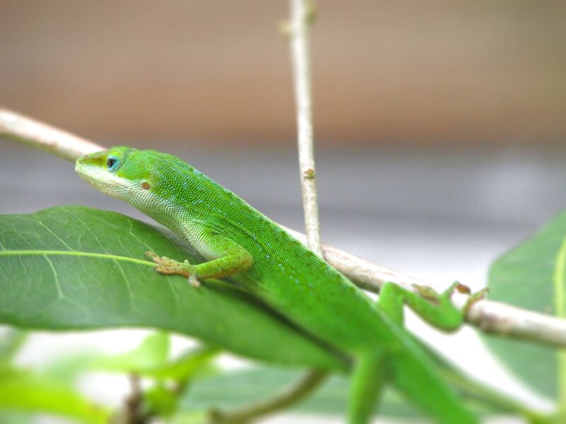 Green Anole Lizard — Calm, Photograph, Leaf