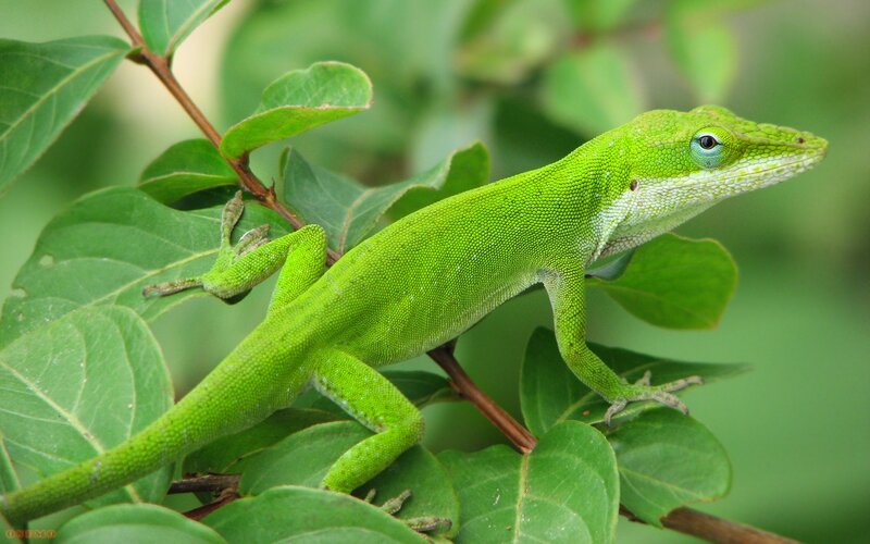 Green Anole Lizard — Calm, Photograph, Leaves, Branch, Onfoto